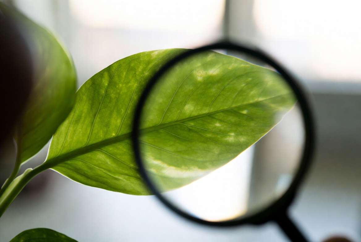 Magnifying glass inspecting healthy plant leaf after pest control