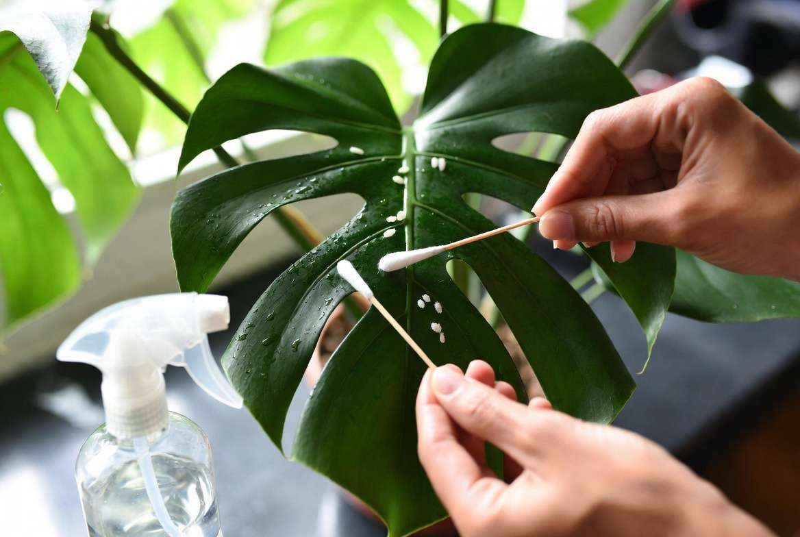 Manual removal of tiny white bugs on plant using alcohol swab and cotto