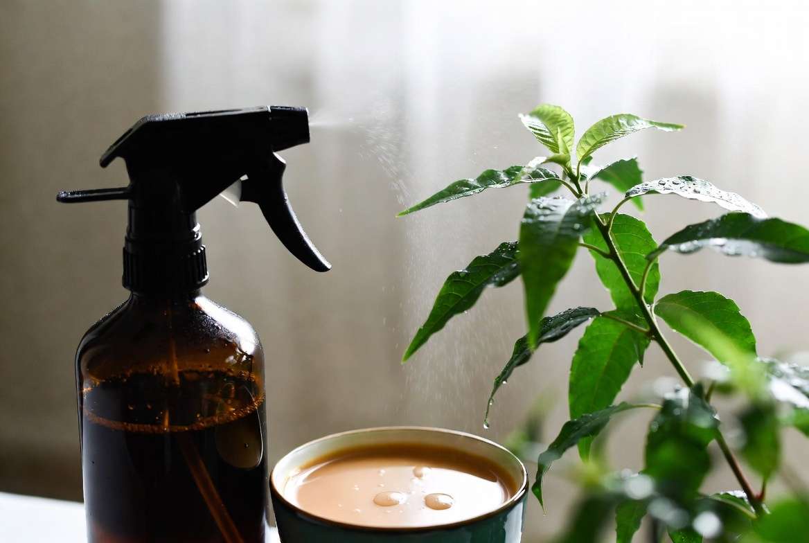 Natural neem oil treatment for tiny white bugs on plants