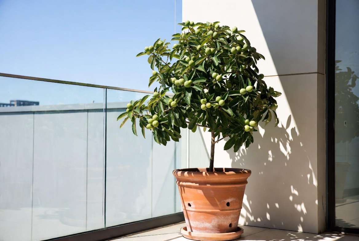 A healthy dwarf loquat tree growing in a large terracotta pot on a modern patio.