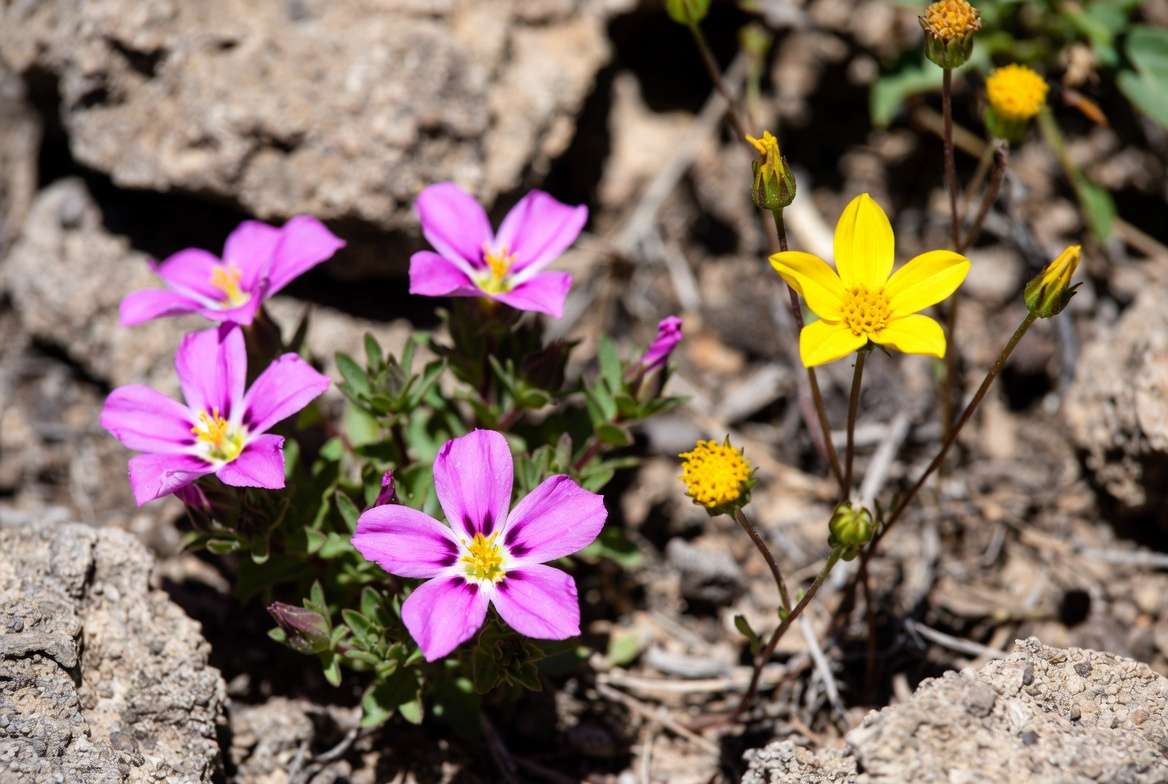 Drought-tolerant native full sun plants Texas like Rock Rose thriving in challenging condition