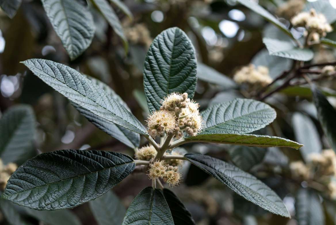 Detailed close-up view of loquat tree evergreen leaves and fuzzy winter blossoms.