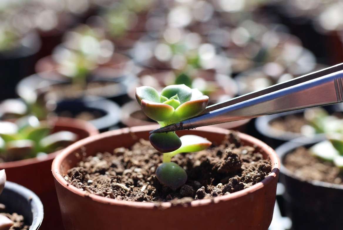 Using tweezers to gently transplant a fully propagated baby succulent into its own micro pot for permanent growth
