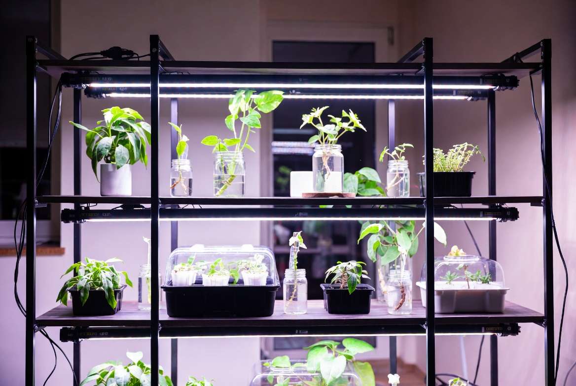 A sleek, tiered indoor shelf unit equipped with full-spectrum LED grow lights illuminating numerous newly propagated plants and humidity boxes.