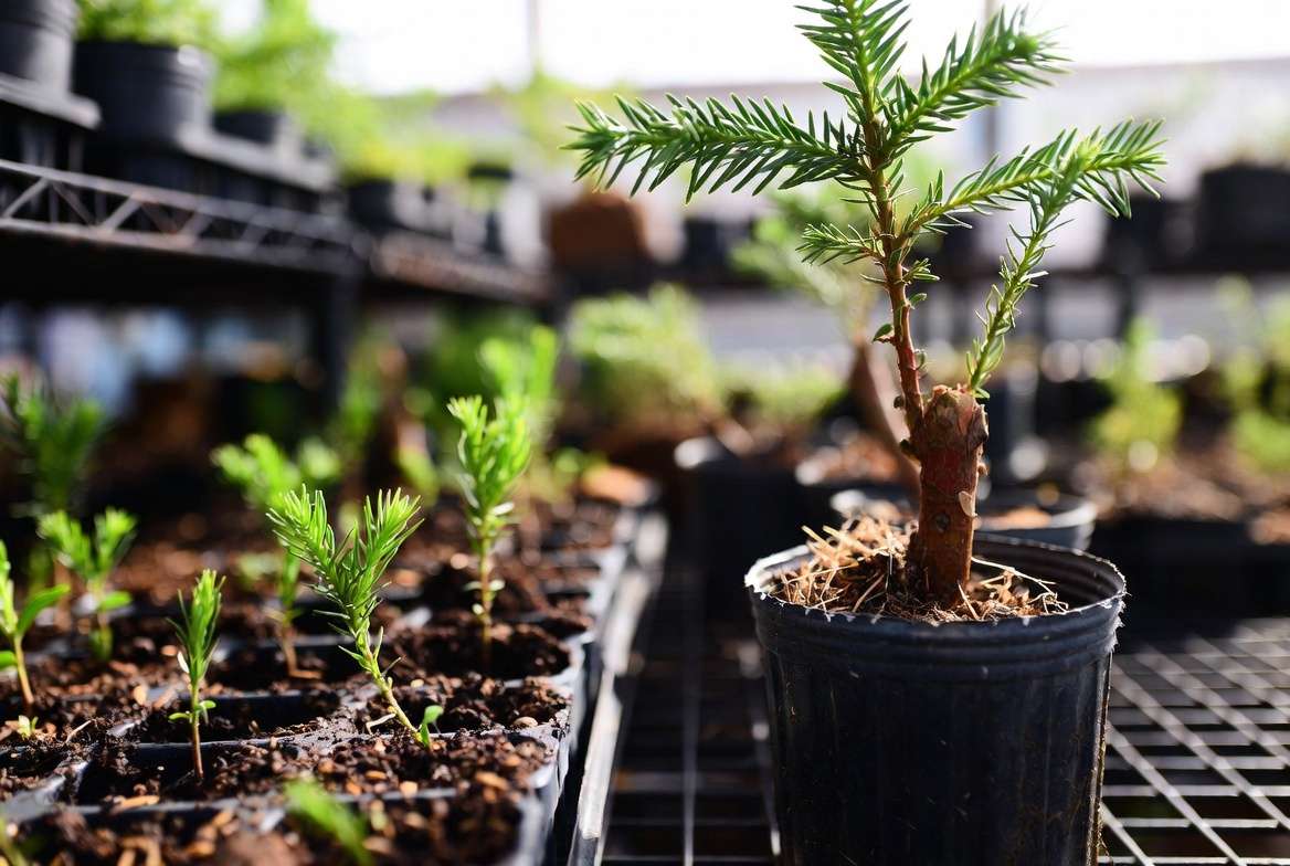 Redwood plant propagation showing seedlings and cuttings in nursery trays