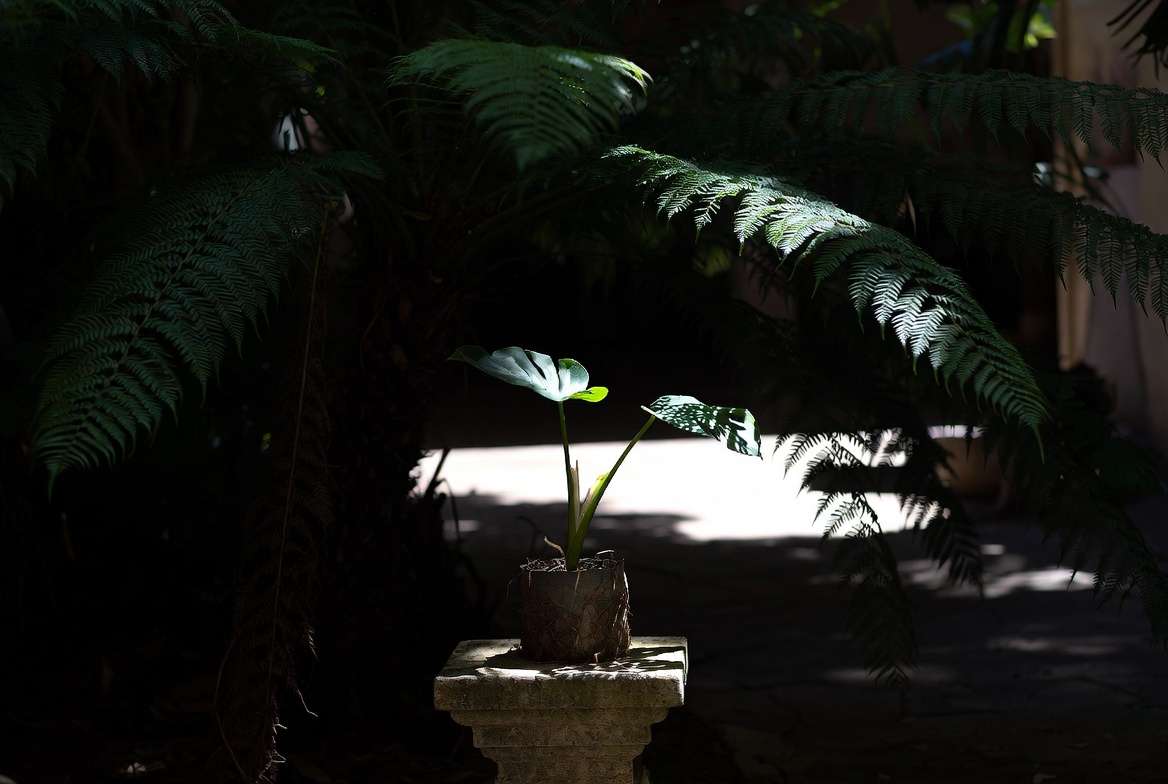 A young rooted plant acclimating on a sheltered patio, sitting under protective dappled shade just a few feet from direct afternoon sunlight.