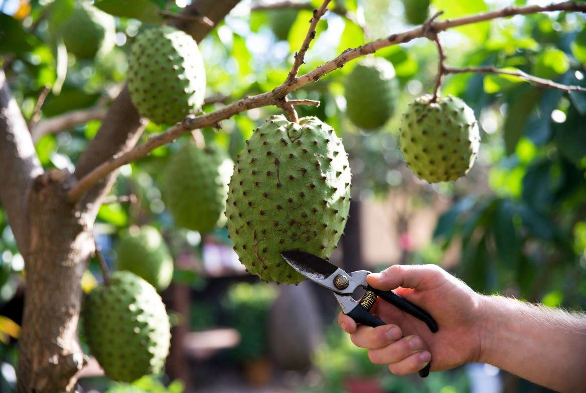 Harvesting ripe soursop fruit from a mature tree