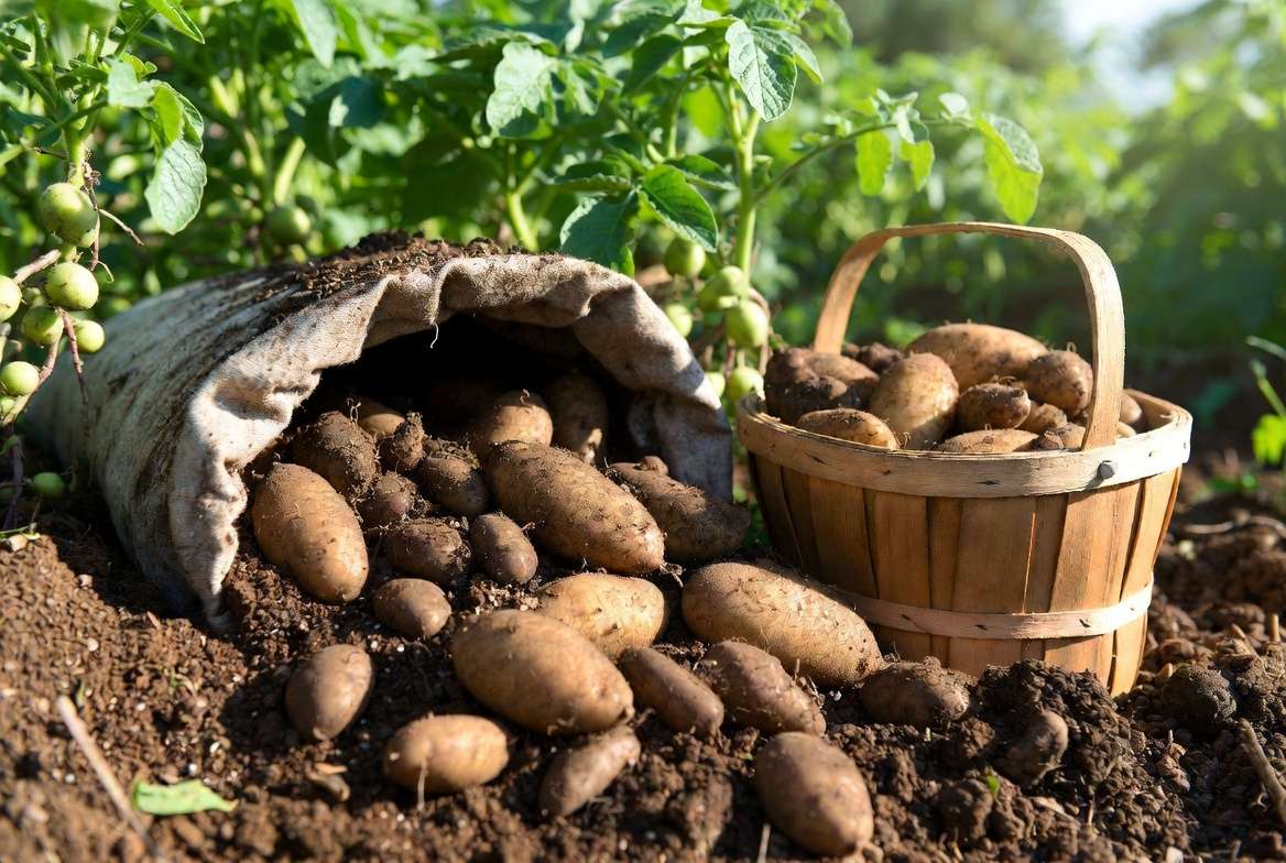 Harvesting fresh potatoes from container garden