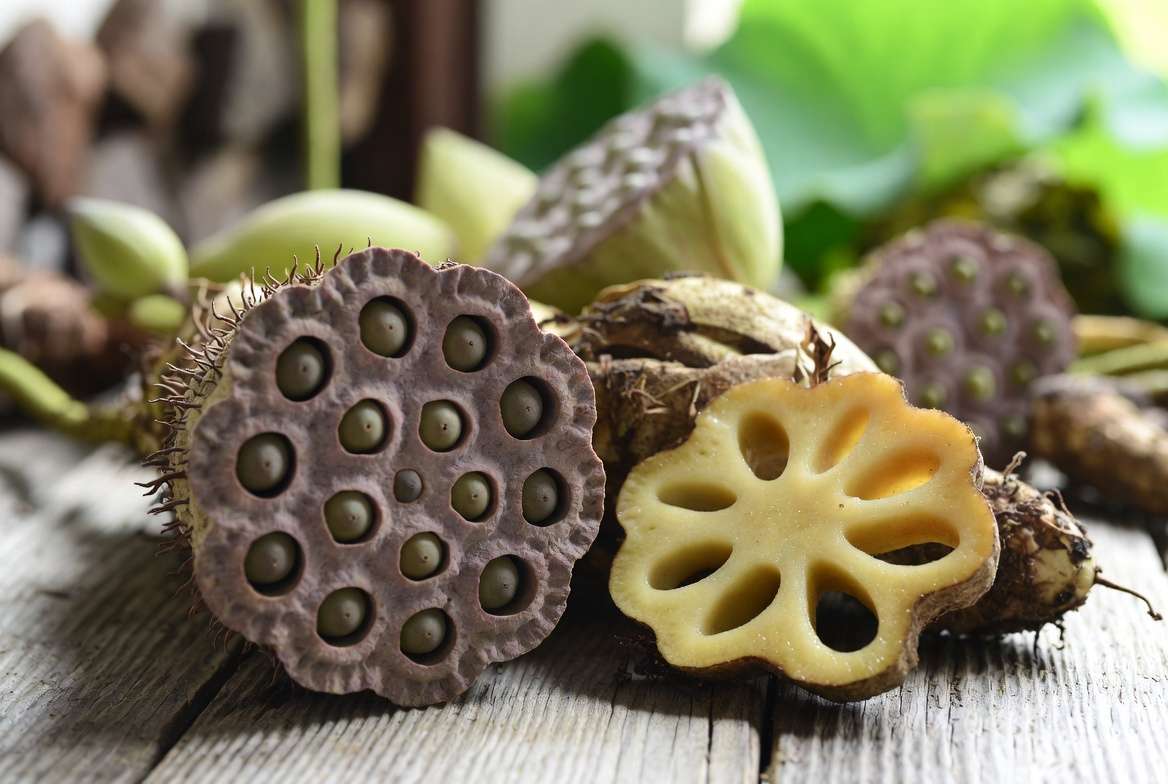 Harvesting lotus seeds and roots from mature lotus plant