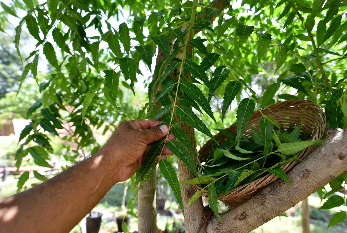 Harvesting fresh neem leaves from a mature tree for home use"