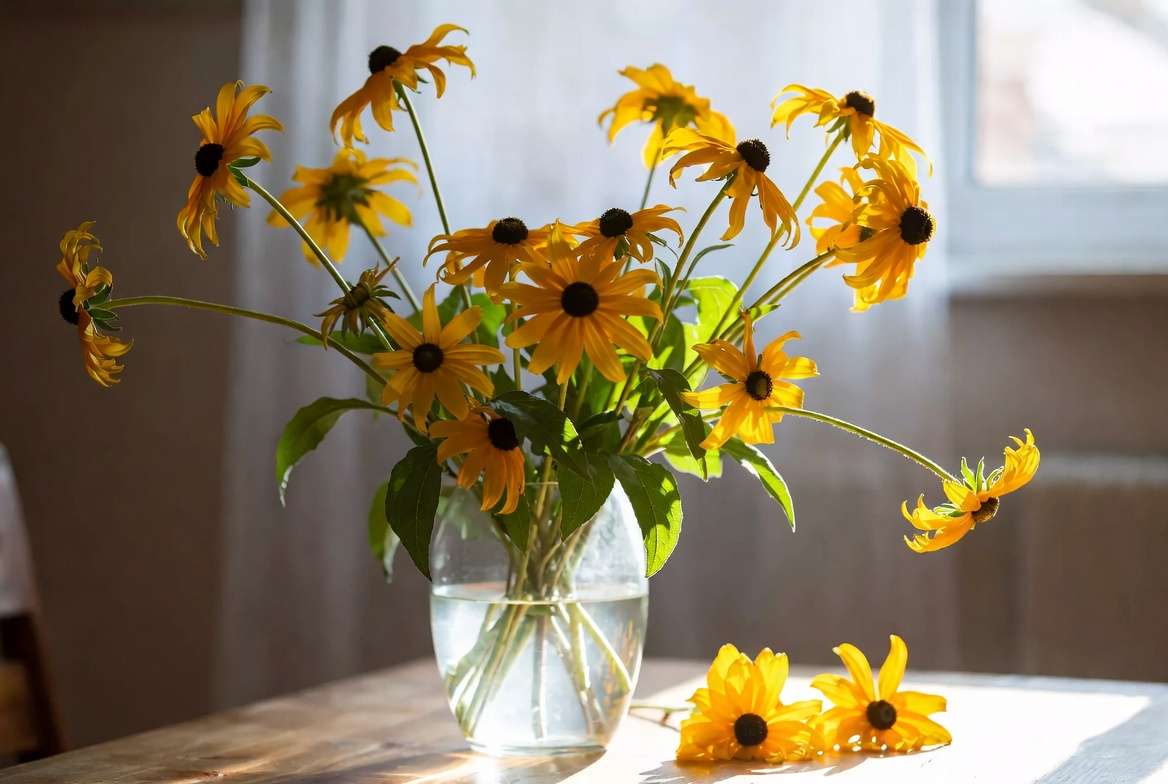 Fresh cut Rudbeckia Indian Summer flowers in a vase for arrangements