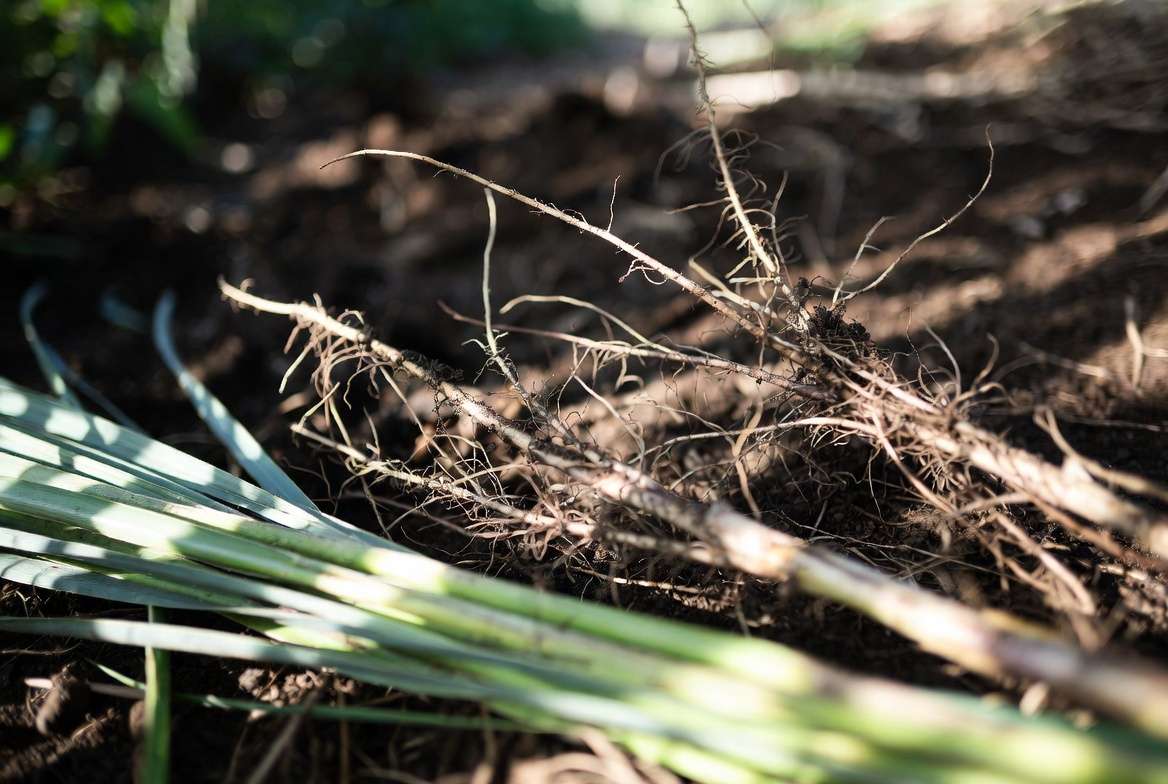 Harvesting vetiver grass roots and leaves for uses and mulch