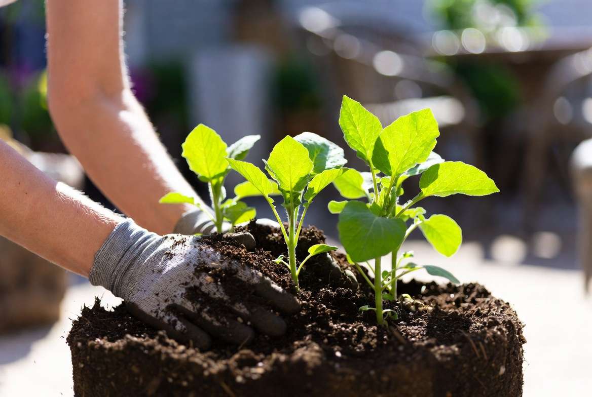 Hilling potato plants growing in containers