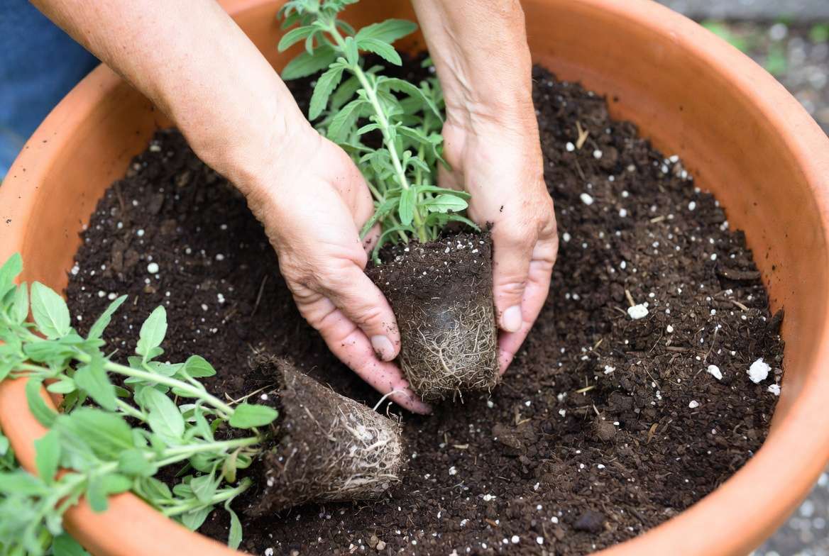 Planting trailing verbena plants in container with proper soil and spacing