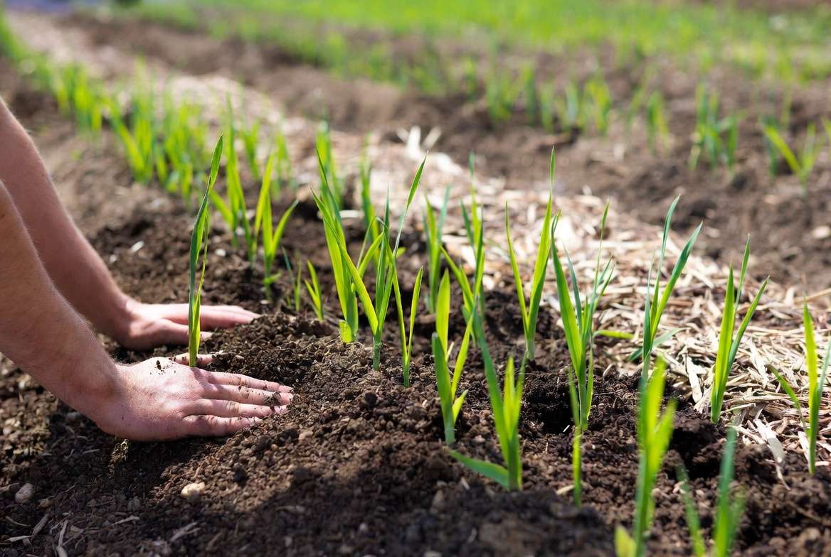 Step by step vetiver grass planting along contour lines on a slope