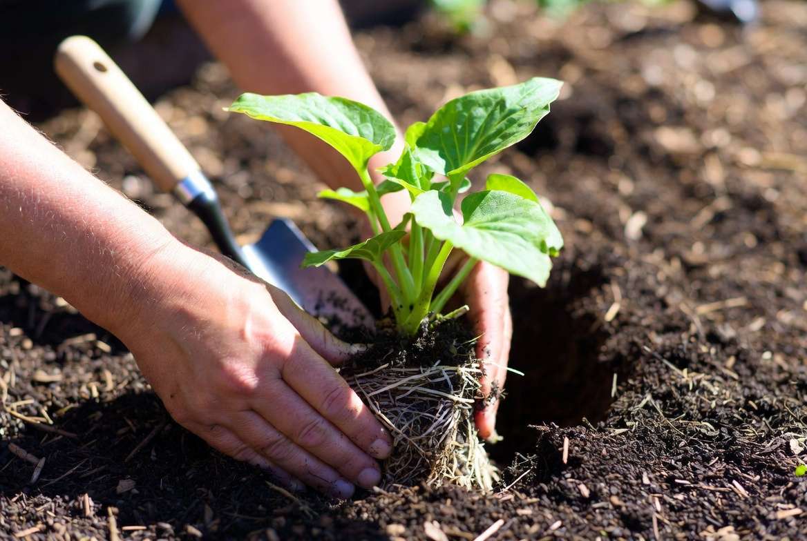 Proper planting technique for partly sun plants in garden soil