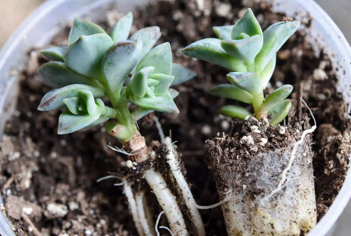 Propagating split rock plant by dividing offsets