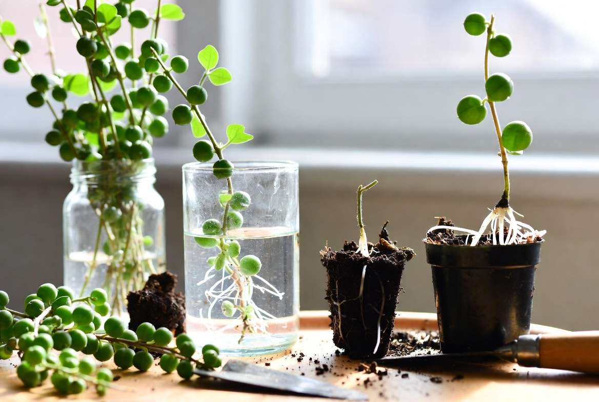 String plants propagation with stem cuttings rooting in soil and water