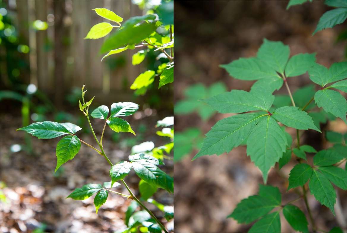Comparison of poison ivy and look-alike plants for safe identification in Texas garden