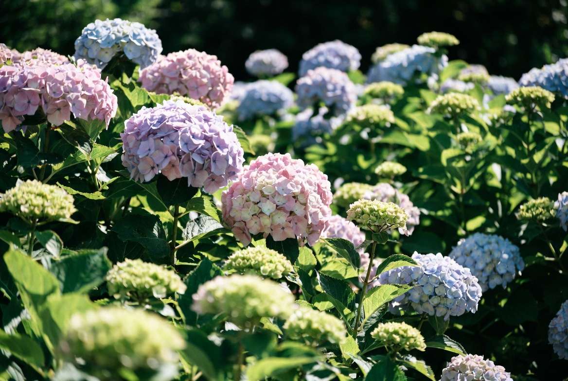 Vibrant hydrangea blooms thriving in partial sun conditions