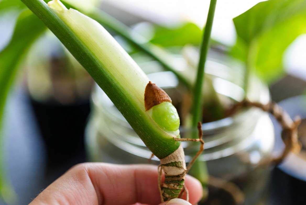 Extreme macro photograph of a Monstera adansonii plant stem highlighting the specific node and dormant aerial root bump needed for successful water propagation.