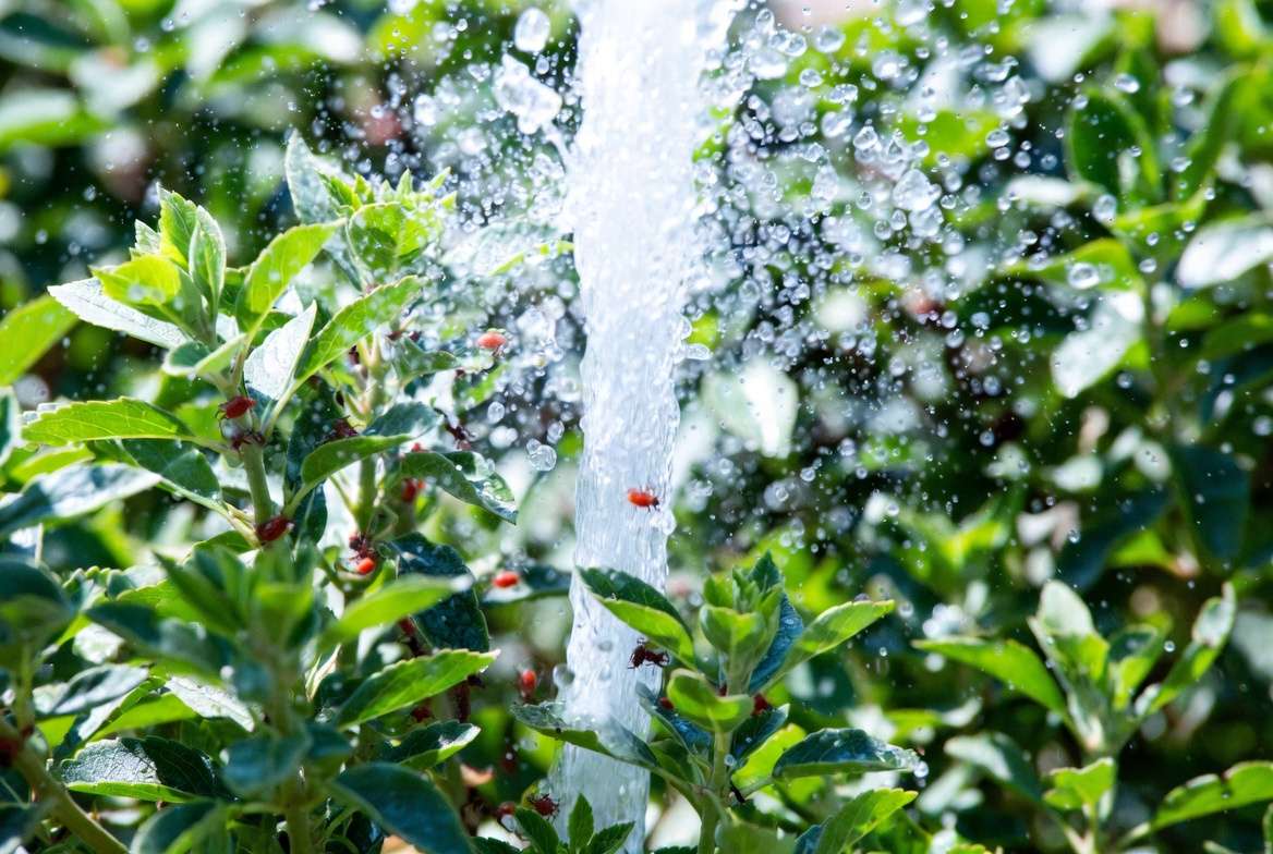 Water spray technique removing small red bugs from plant leaves