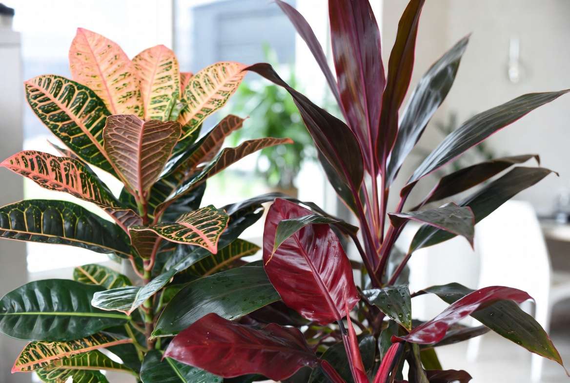 Vibrant indoor red leaves plants including Chinese Evergreen, Cordyline, and Philodendron Imperial Red