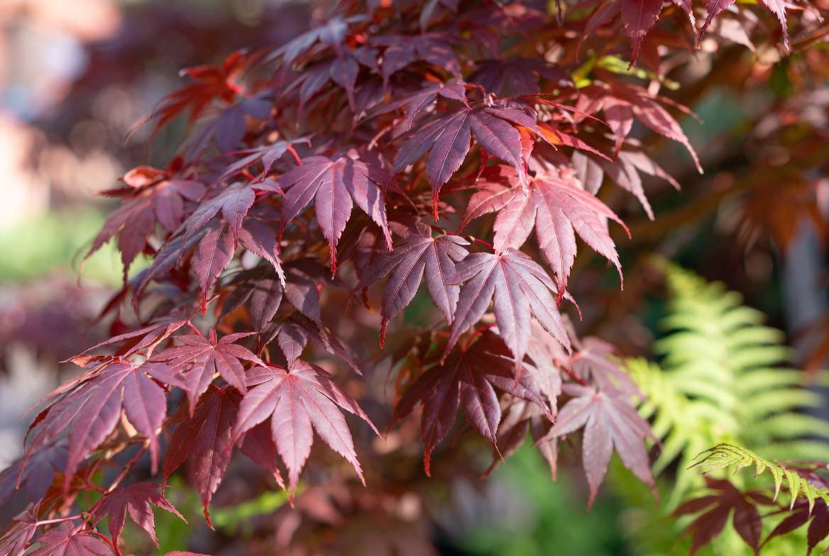 Japanese Maple with vibrant red leaves in garden setting