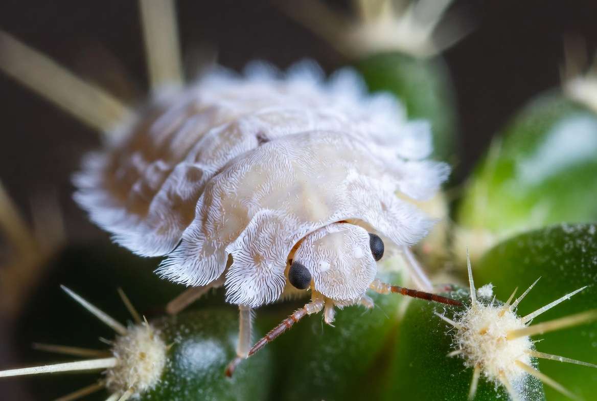 Extreme macro photograph of a single cactus mealybug with its distinctive white waxy coating on a cactus spine areole.