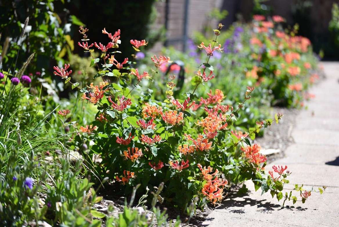 Mexican honeysuckle plant used in garden landscaping and border design