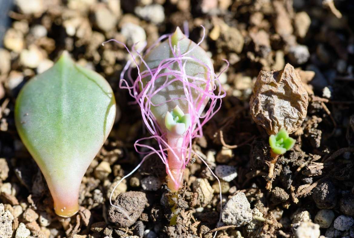 Macro photo sequence showing a succulent leaf progressing from rooting to shriveling, illustrating the lifecycle of leaf propagation.