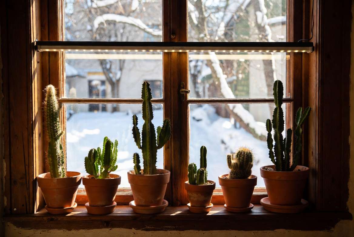 sunny windowsill setup for cacti in winter, with natural light and a grow light to provide sufficient illumination and prevent stretching during dormancy.