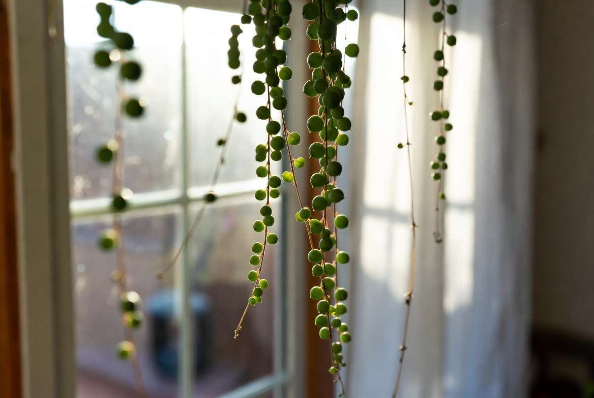 String plants receiving bright indirect light near a window