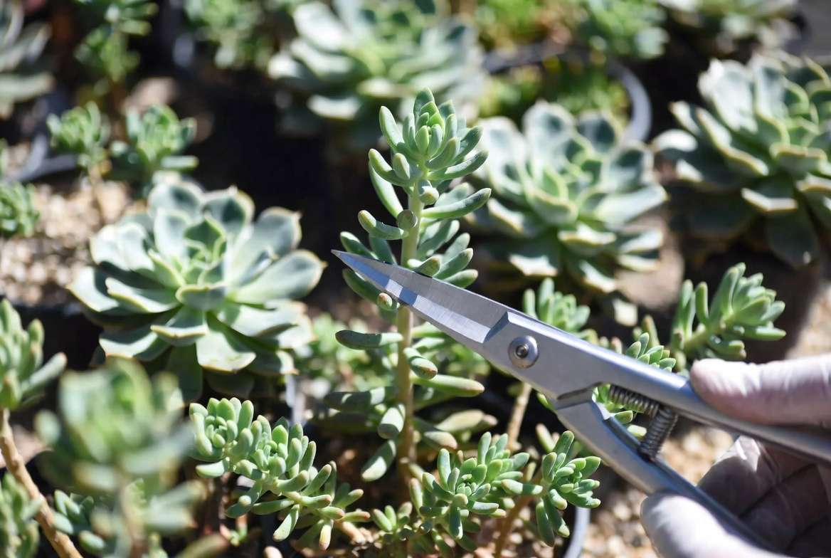 Pruning a leggy succulent: hand using shears to cut an elongated rosette head from a succulent wall garden to encourage compact growth.