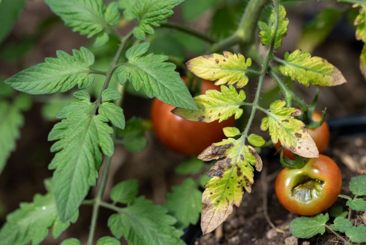 ommon tomato plant problems including blight and blossom end rot on tomatoes