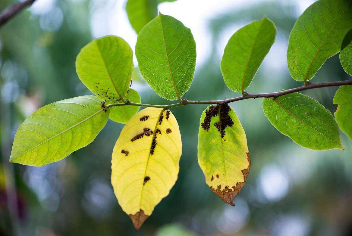 Soursop tree leaves showing healthy vs pest-affected foliage