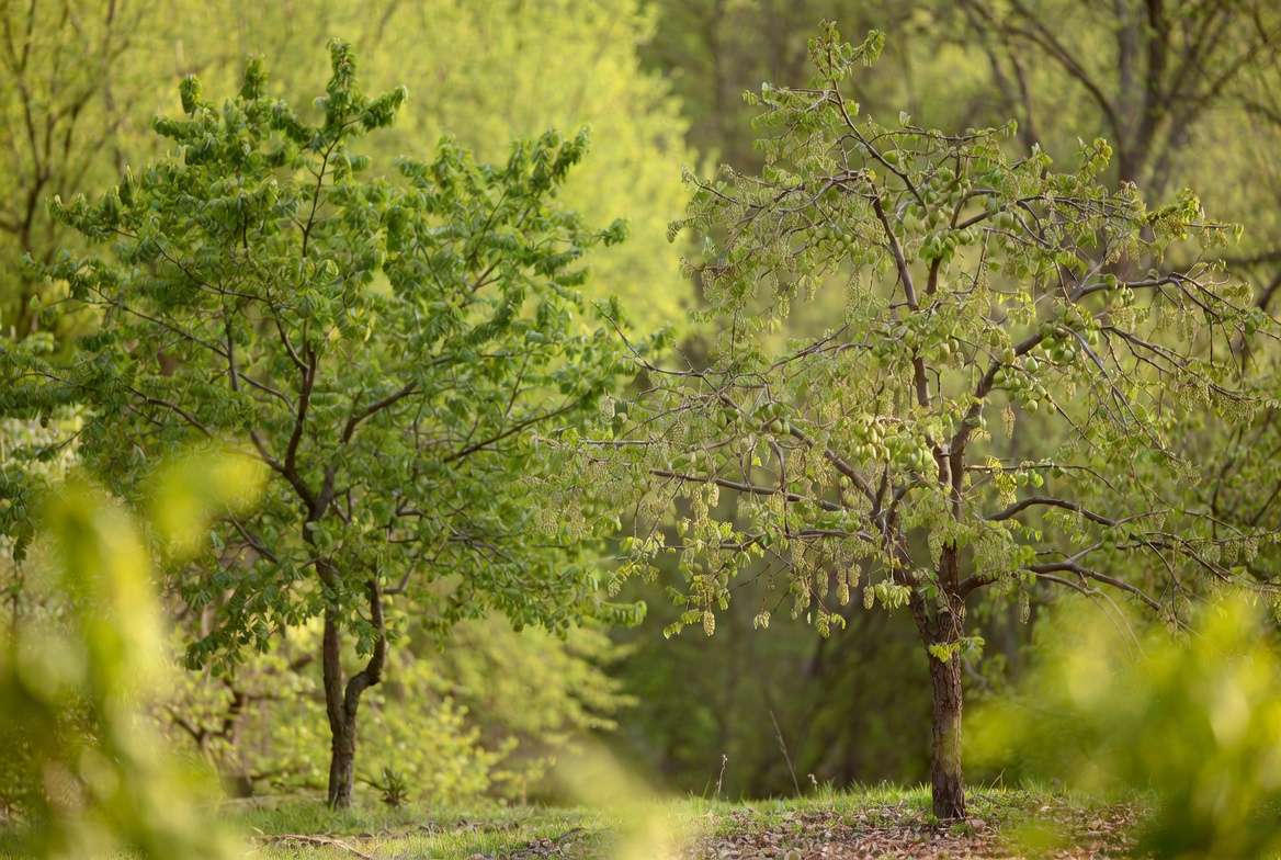 Two healthy pistachio trees in an orchard representing the male and female pollination pair.