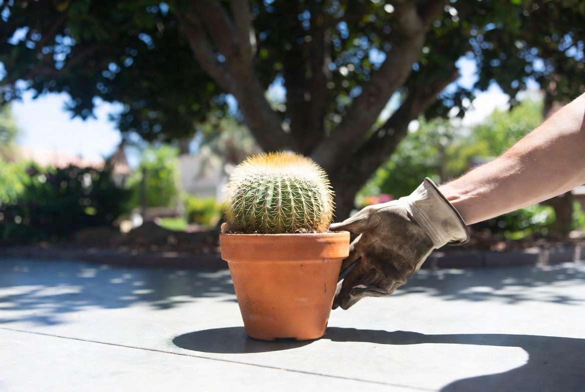 Potted cactus with minor sunburn being moved from blinding concrete sun to a protective dappled shade area.