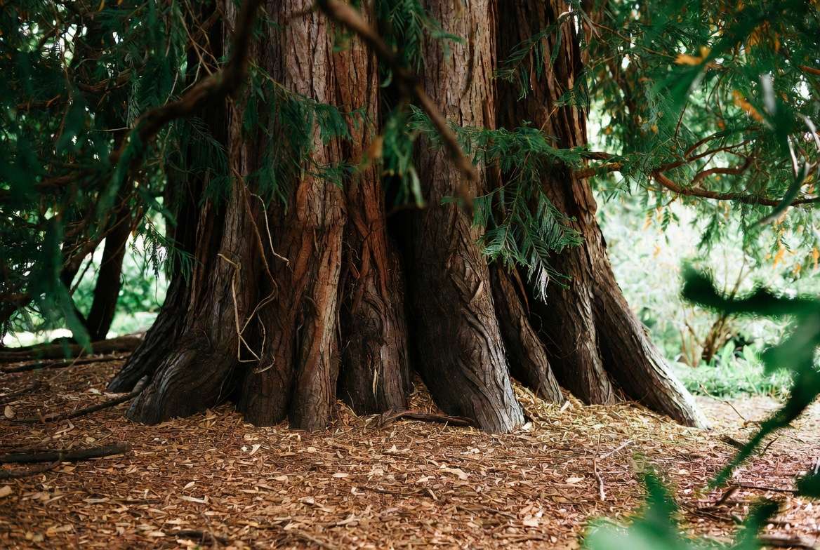 Healthy redwood tree with proper mulching and care in a garden settin