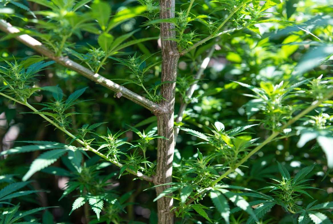 Cannabis plant stems after multiple topping sessions showing strong branching