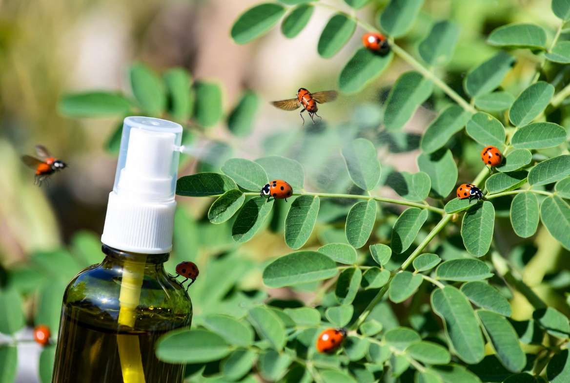 Organic pest control on healthy moringa plant leaves with neem and ladybugs