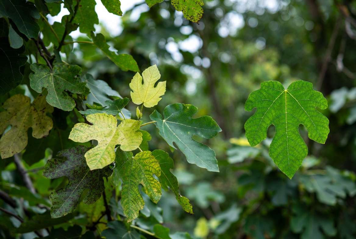 Healthy fig tree leaves showing proper care and disease prevention