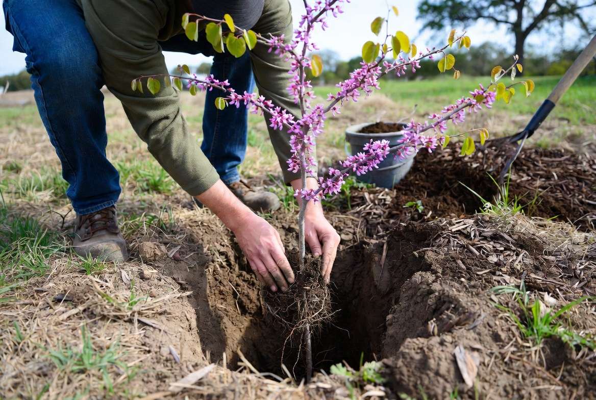 How to plant a Texas Redbud tree step by step with correct root flare and mulching