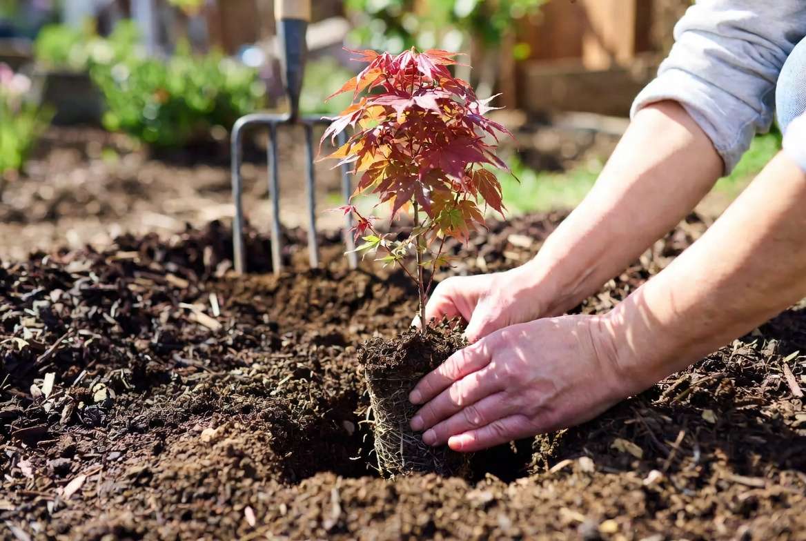 How to properly plant red leaf plants like Japanese Maple