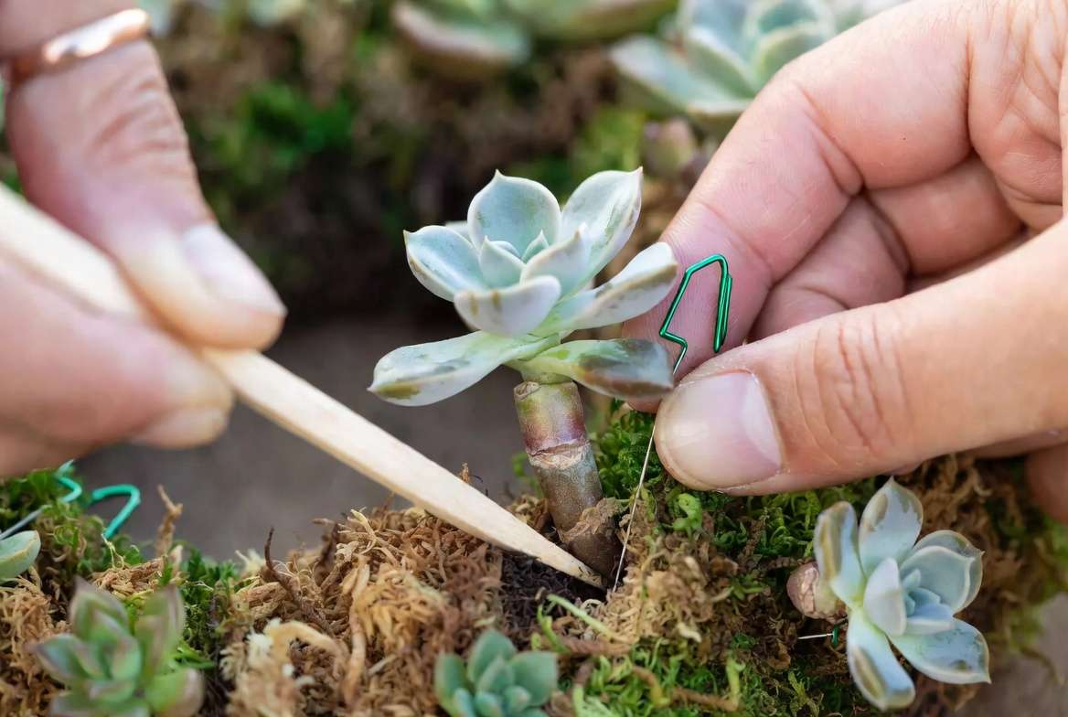 Close-up macro photograph demonstrating the precise technique of planting and pinning callused succulent cuttings into a moss-based wreath frame.