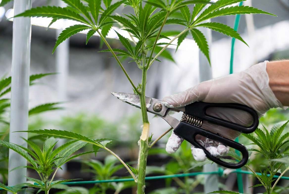 Step-by-step demonstration of properly topping a cannabis plant with sterilized shears