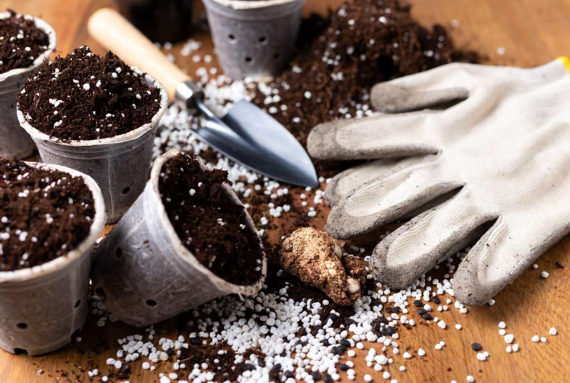 Essential materials and supplies needed for planting magnolia seeds