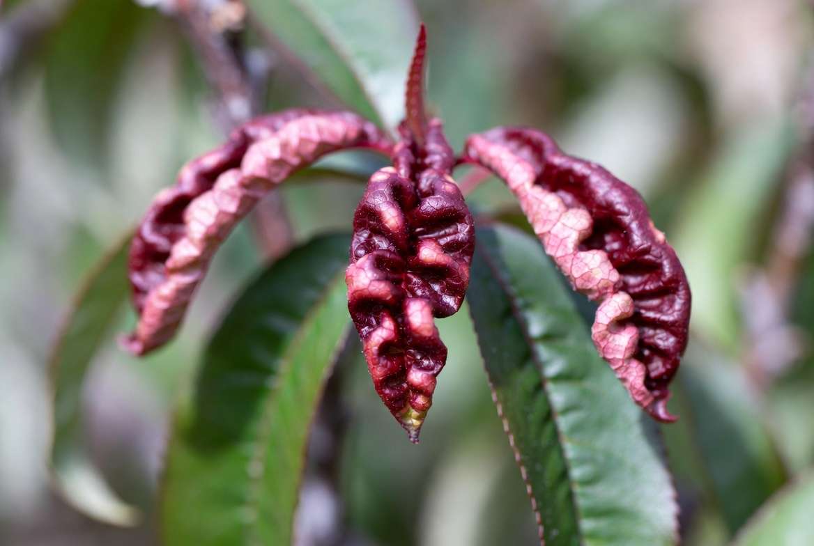 Preventing Peach Leaf Curl