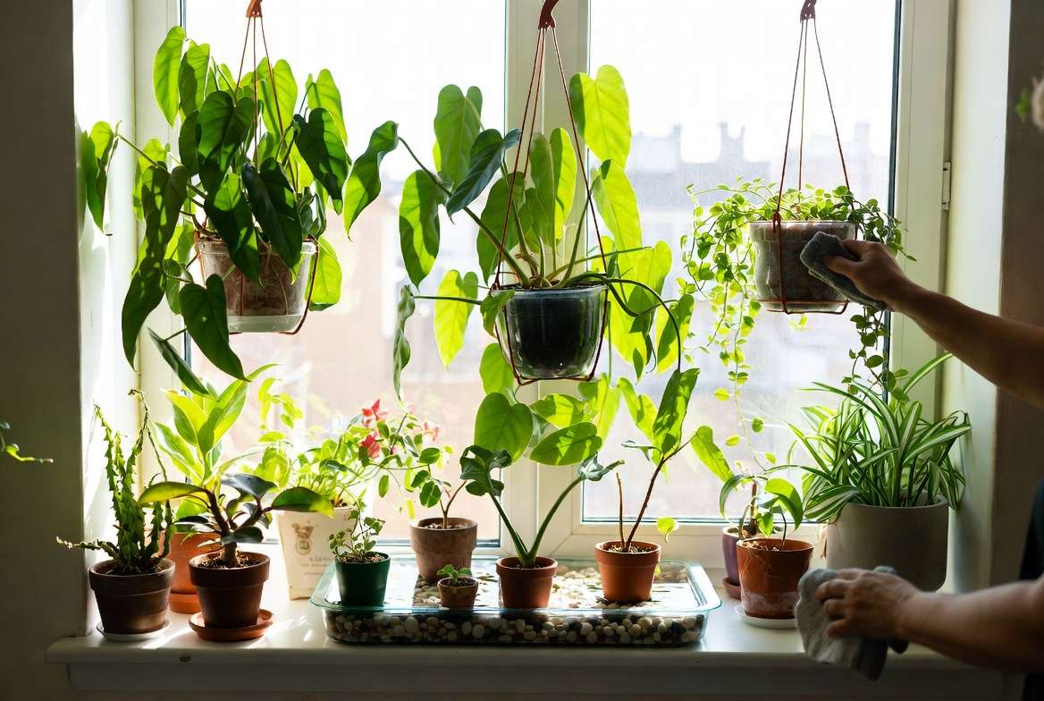 Healthy houseplants prevention strategies against tiny white bugs infestation