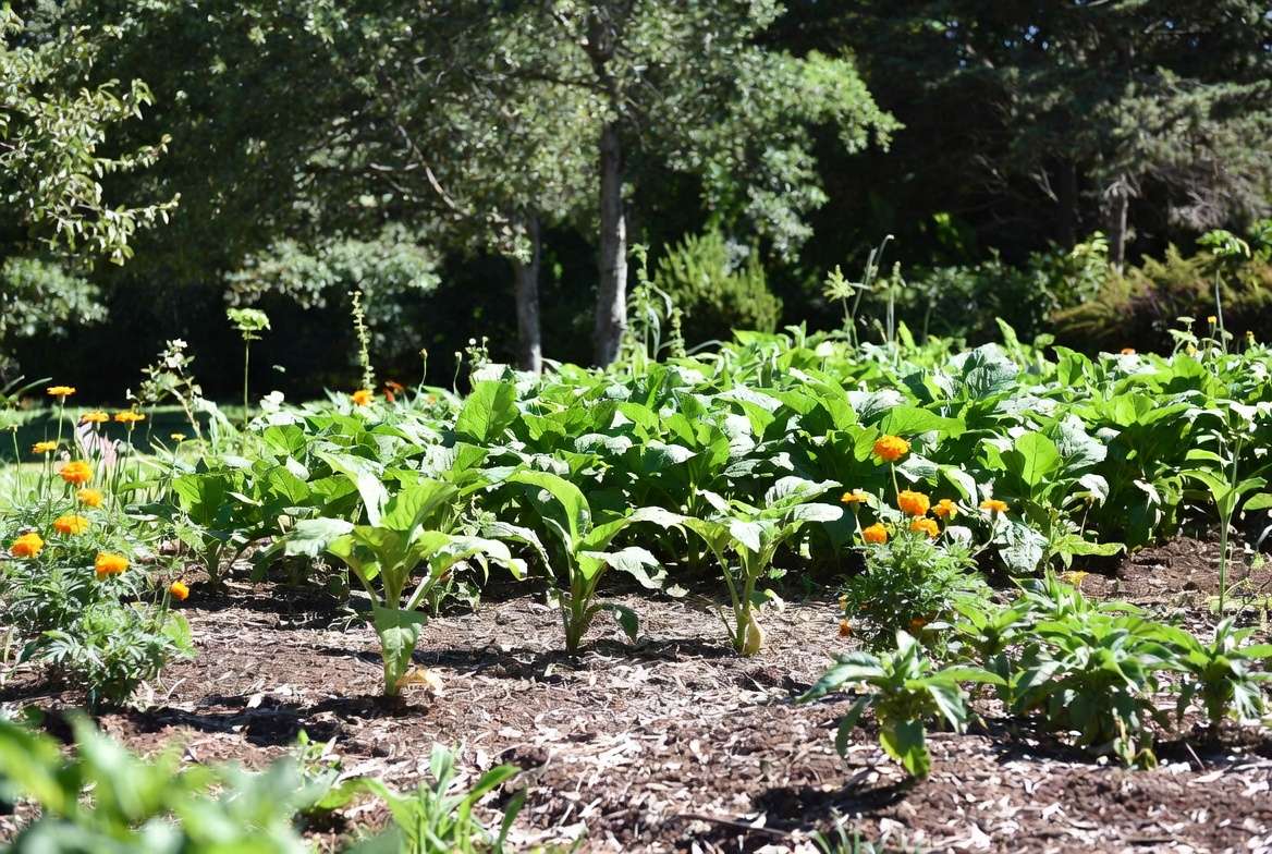 Healthy garden with preventive measures against small red bugs on plants